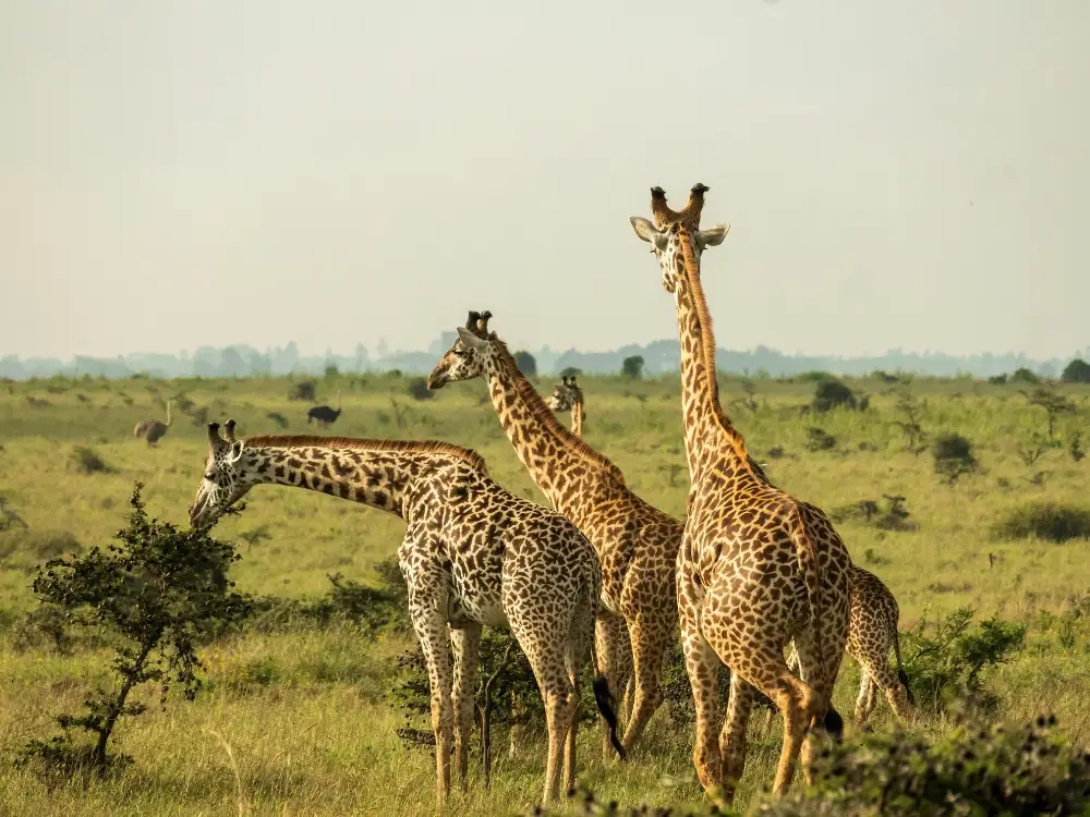 Kenya