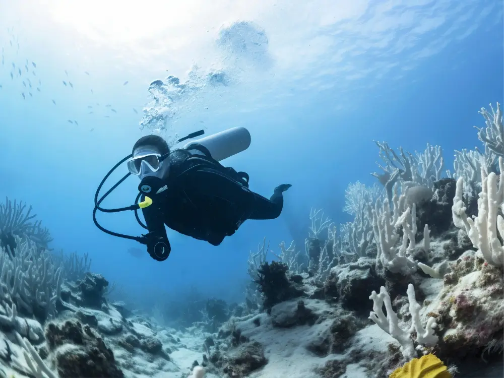 SeychellesCoralleafdiving