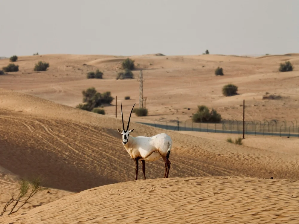 Desert Safari Dubai Desert Conservation Reserve