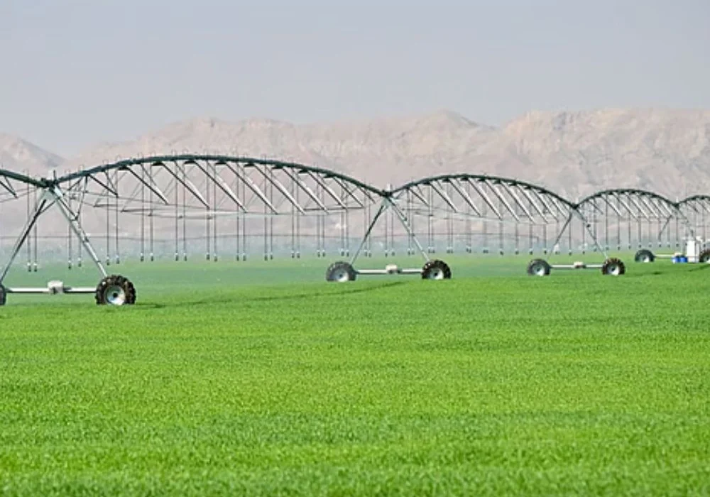 A farm showing Sharjah organic wheat production 2025.