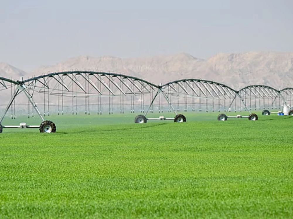 A farm showing Sharjah organic wheat production 2025.